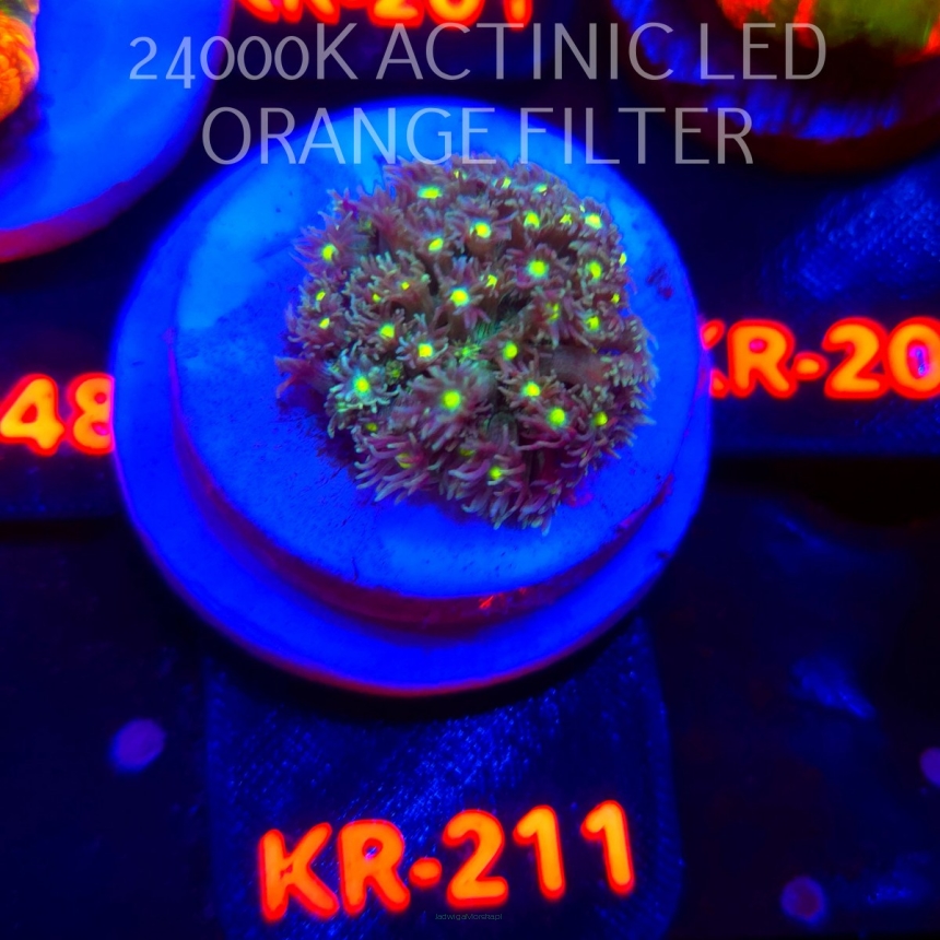 Goniopora DRAGON EYE (06.03.2026) KR-211  3cm