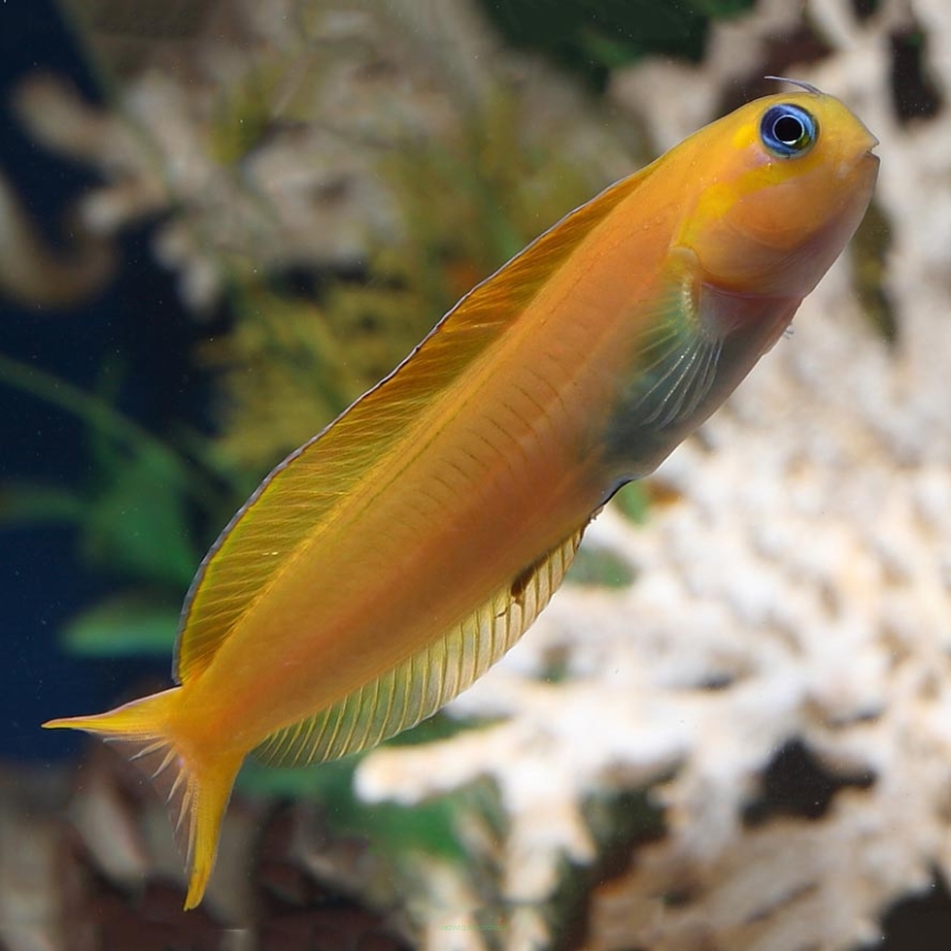 Ecsenius midas 7cm (GOLDEN BLENNY)