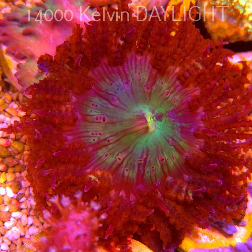 Phymanthus sp. - ukwiał piaskowy (18.05.2025)