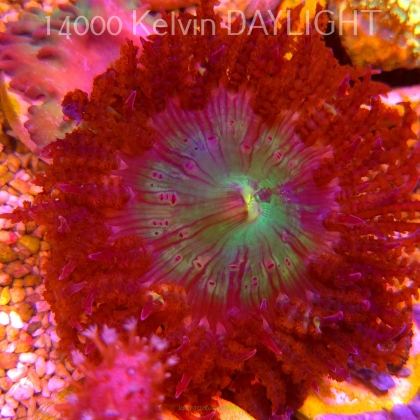 Phymanthus sp. - ukwiał piaskowy (18.05.2025)