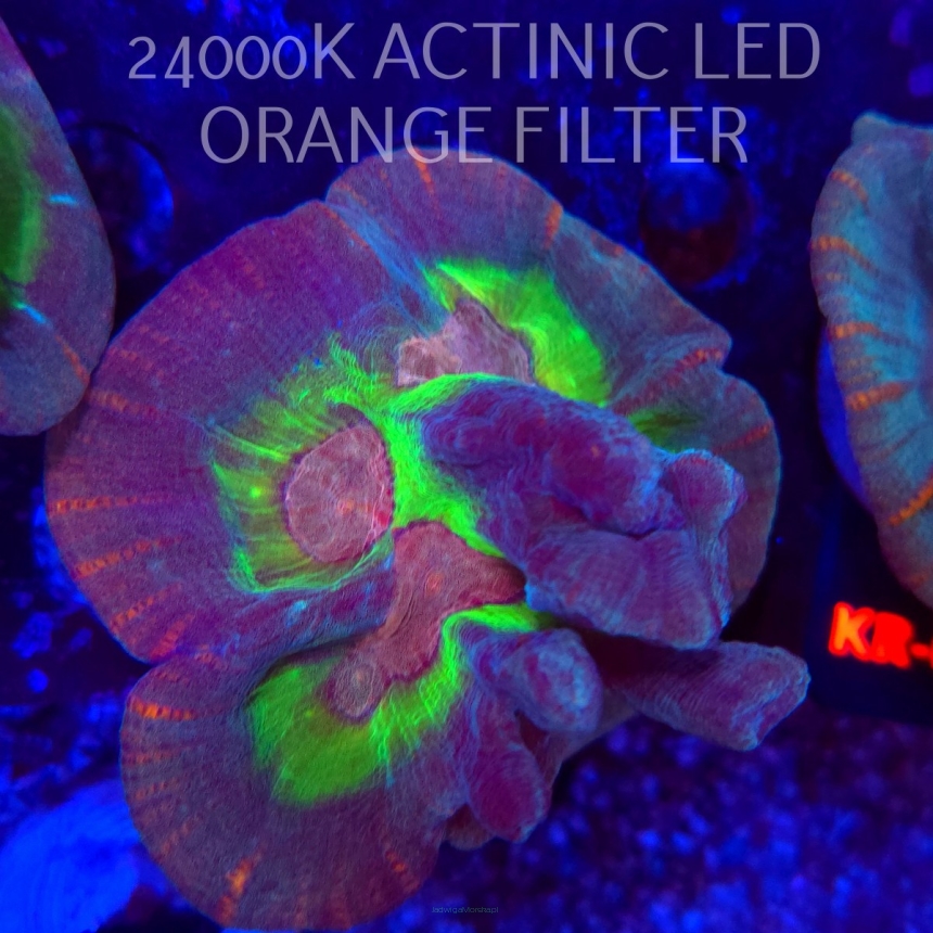  Pectinia alcicornis RAINBOW (23.11.2025) KR-073  10cm PAR80