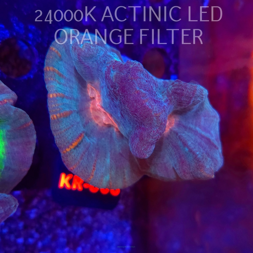  Pectinia alcicornis RAINBOW (23.11.2025) KR-006  8cm PAR80