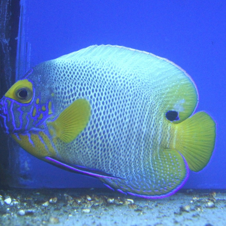 Pomacanthus xanthometopon rozmiar 9-10 cm RARYTAS