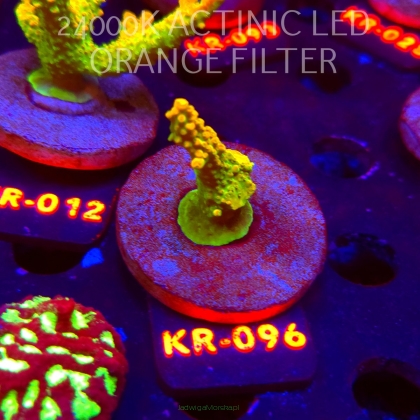 Acropora divaricata JOES MANGO GARDEN (07.12.2025) KR-096  5cm