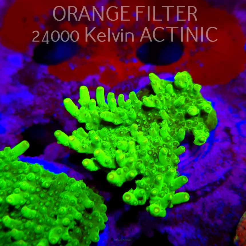 Acropora WWC Castells Banana (11.08.2025) MM6-III-6  6cm