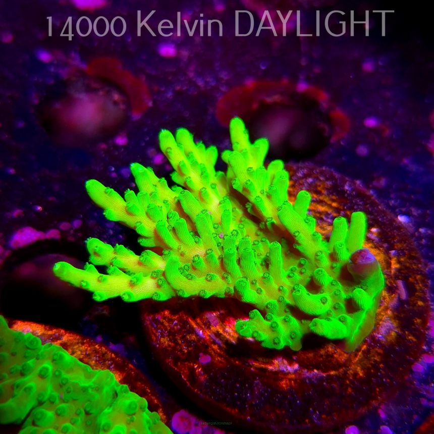 Acropora WWC Castells Banana (06.04.2025) MM6-III-6  7cm