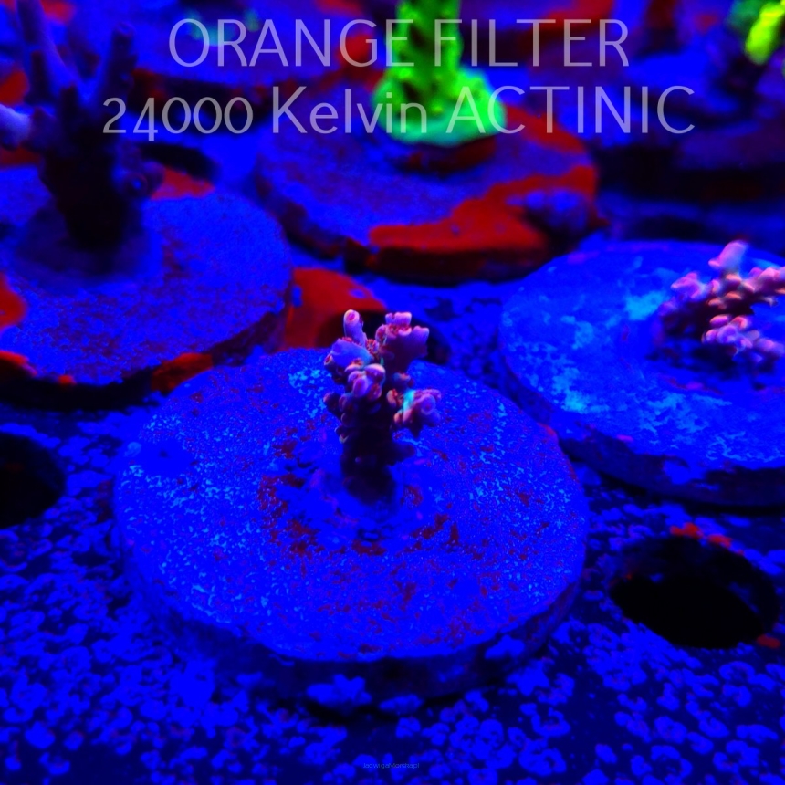 Acropora JMC GOLDEN DRAGON (24.05.2025) L2-II-22  2cm