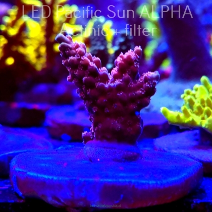 Acropora sp AUSTRALIA (09.07.2024) L1-I-34  3cm