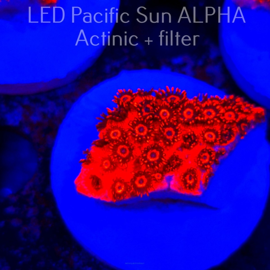 Goniopora SUPER RED BLUE EYE (02.12.2024)