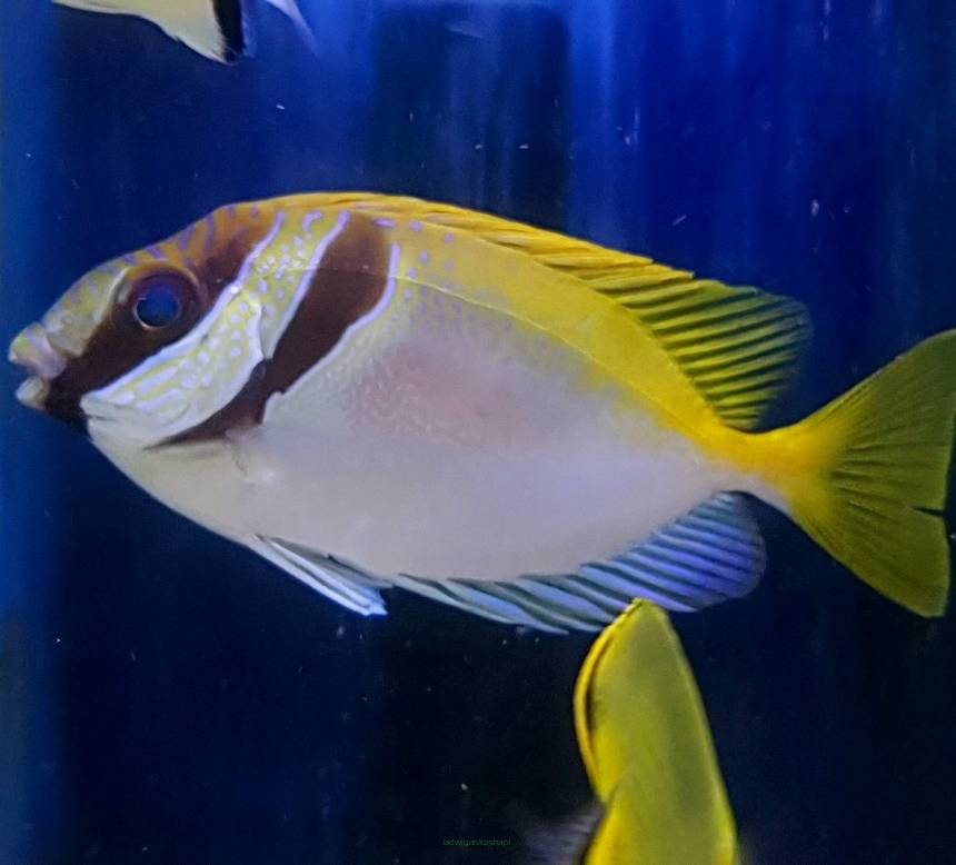 Siganus virgatus rozmiar 10 cm (Double-Barred Rabbitfish)