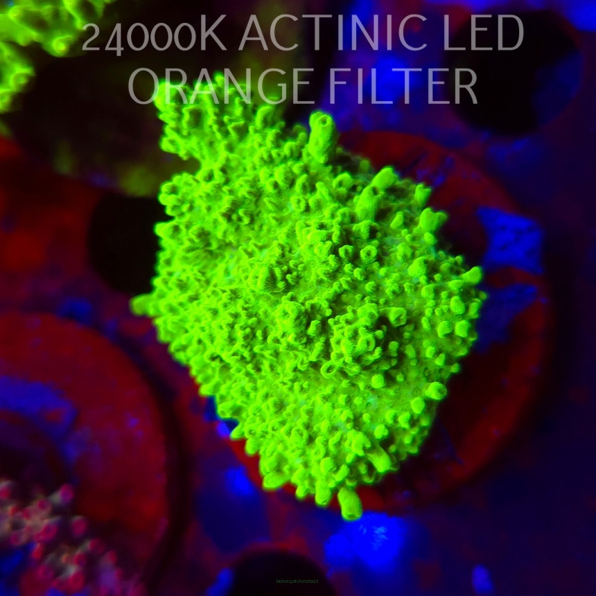 Acropora HYACINTHUS GREEN (08.11.2025) MM1-I-29  7cm