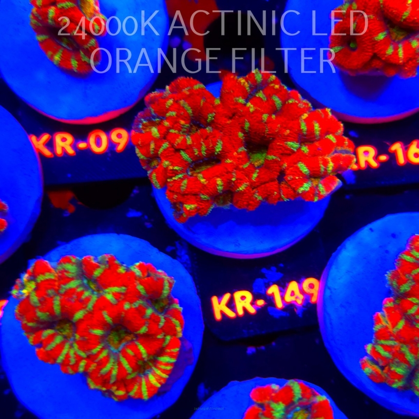 Acanthastrea lordhowensis CHRISTMAS ACAN (03.01.2026) KR-149  5cm