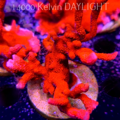 Montipora digitata RED (18.05.2025)  8cm