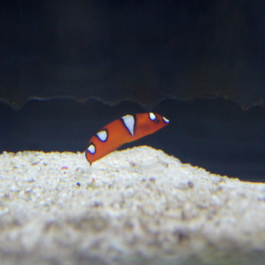 Coris gaimard rozmiar 6cm