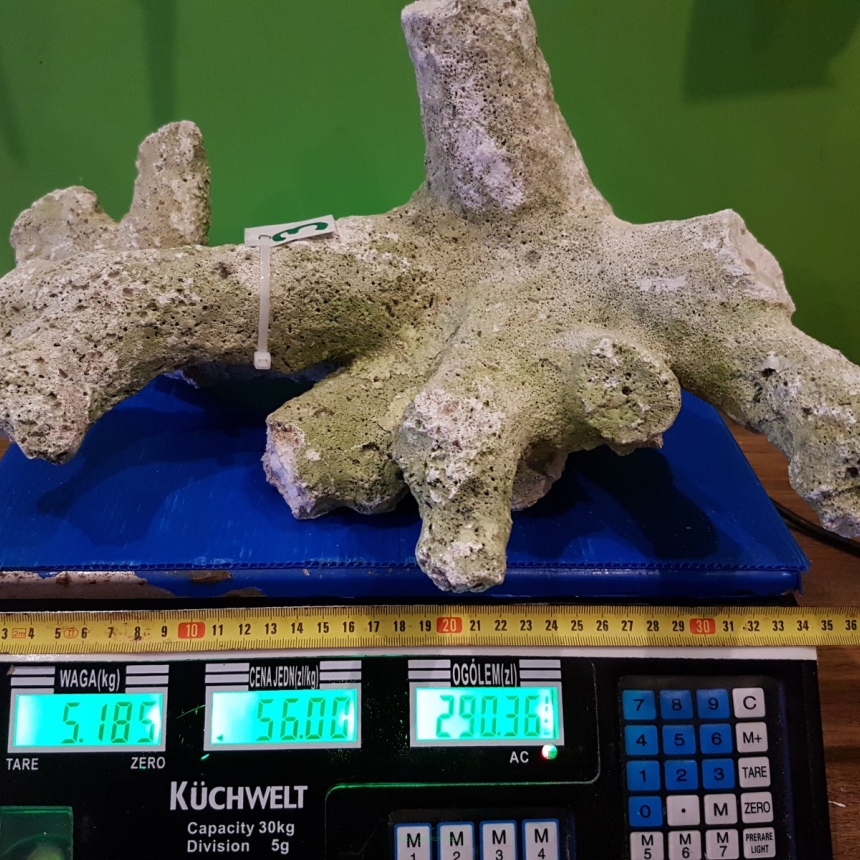 Sucha skała 5,185 kg (56 pln/kg) NR 3 FIJI BRANCH WALTSMITH