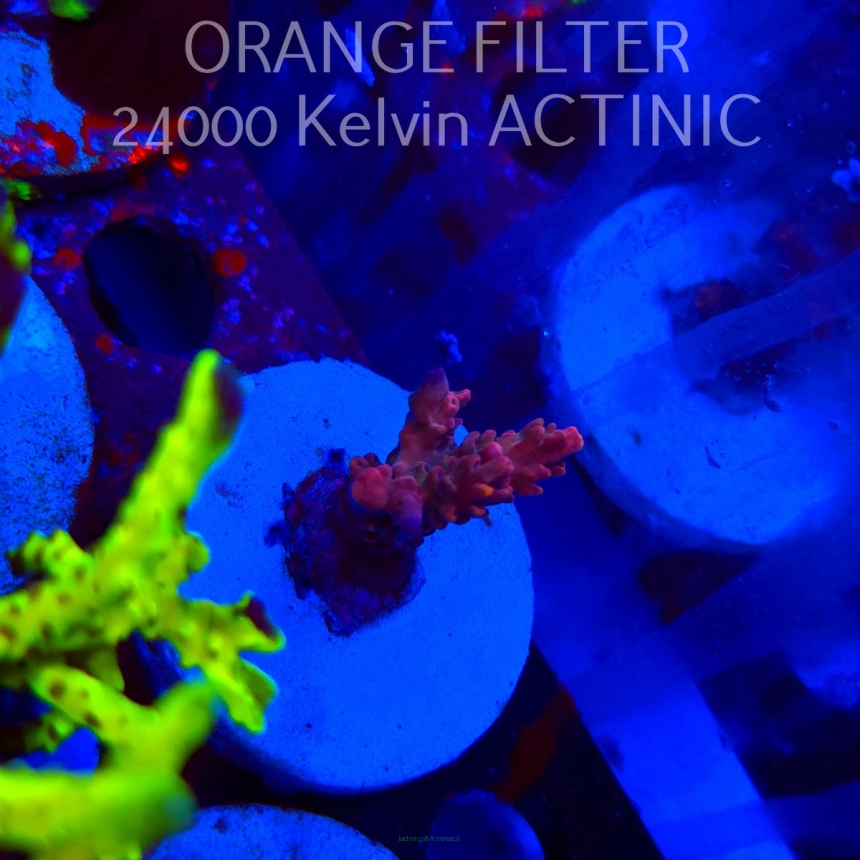 Acropora sp AUSTRALIA (20.03.2025) L1-I-40  5cm