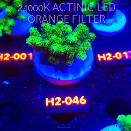 Pocillopora damicornis NEON GREEN (01.12.2025) H2-046  5cm