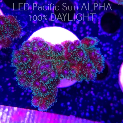 Pocillopora damicornis Bird of Paradise Birdsnest (23.01.2025)  6cm