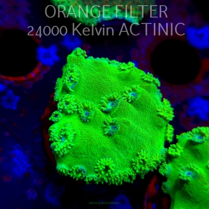 Turbinaria peltata TOXIC GREEN (11.08.2025) MM6-I-12  4cm