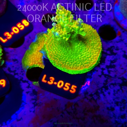 Acropora RR RAINBOW LOOM (05.01.2026) L3-055  5cm