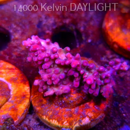 Acropora microclados CHEMICAL ROMANCE (09.05.2025) MM1-III-30  4cm