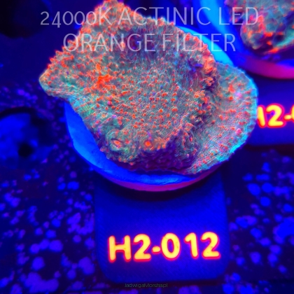 Echinophyllia Lava Rush Chalice (02.12.2025) H2-012  6cm