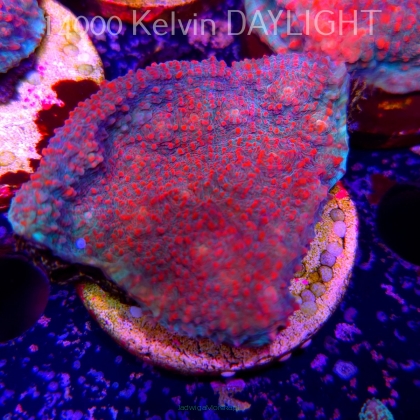 Echinophyllia Lava Rush Chalice (18.05.2025)  6cm