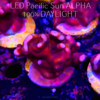 Blue Ridge Coral - Heliopora coerulea - Blue Fire Coral (02.05.2024) 7cm