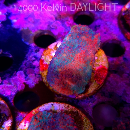 Echinophyllia Lava Rush Chalice (18.05.2025)  6cm
