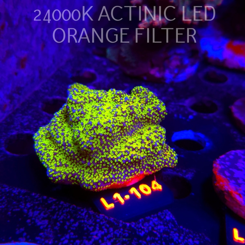 Montipora danae RAINBOW (11.10.2025) L1-104  6cm