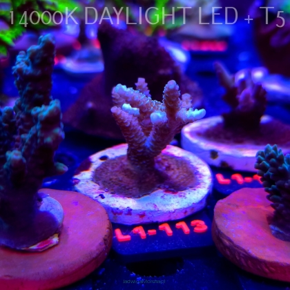 Acropora MILLEPORA (09.10.2025) L1-113  5cm