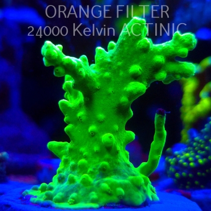 Acropora AUSTERA BANANA (20.03.2025) L1-I-20  5cm