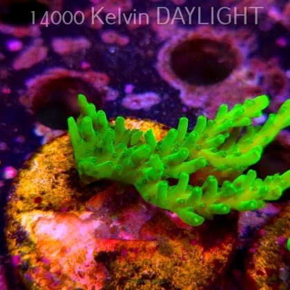 Acropora WWC Castells Banana (06.04.2025) MM6-III-28  5cm