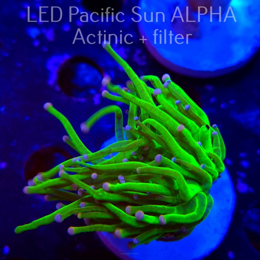 Euphyllia glabrescens CHERNOBYL BLOCK 4 (26.01.2025)