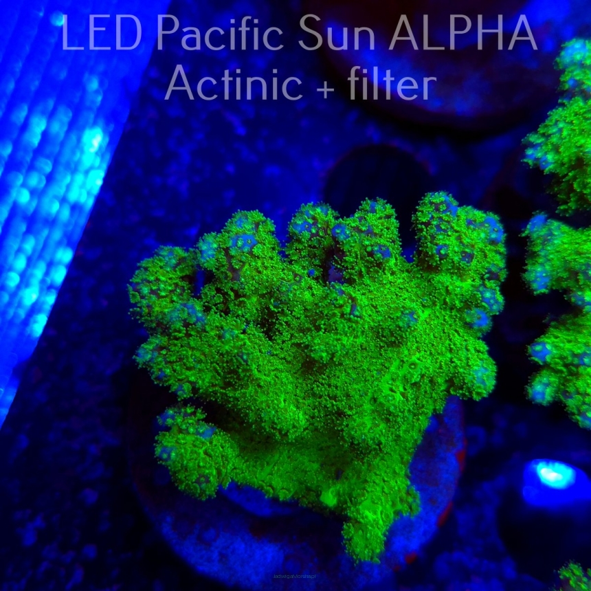 Pocillopora verrucosa YELLOW FLUO (22.01.2025)  6cm
