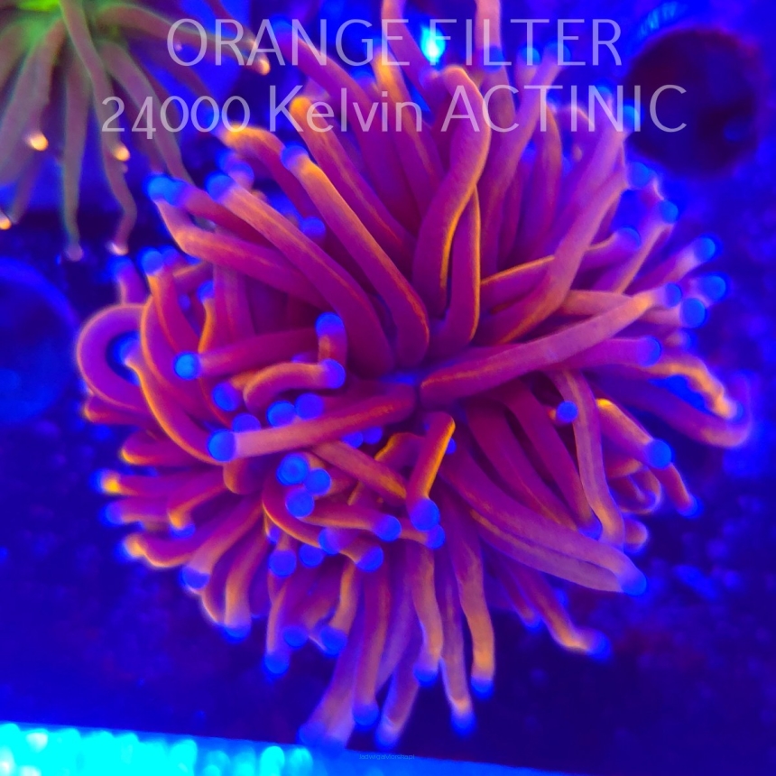   Euphyllia glabrescens Malaysian Miami GOLD Torch (20.06.2025)