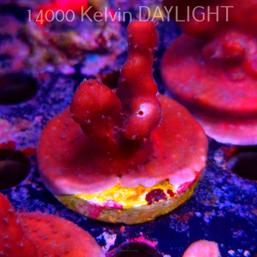 Blue Ridge Coral - Heliopora coerulea - Blue Fire Coral (06.05.2025)  5cm