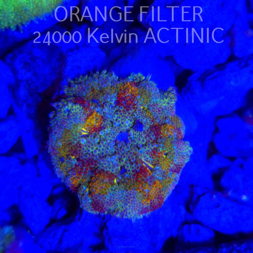 Stichodactyla TAPETUM Mini-Maxi Carpet Anemone RAINBOW (01.06.2025)  4cm