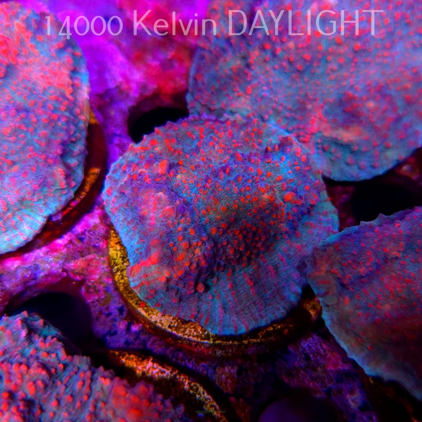 Echinophyllia Lava Rush Chalice (18.05.2025)  5cm