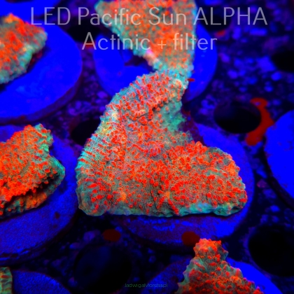 Echinophyllia Lava Rush Chalice (22.01.2025)  6cm