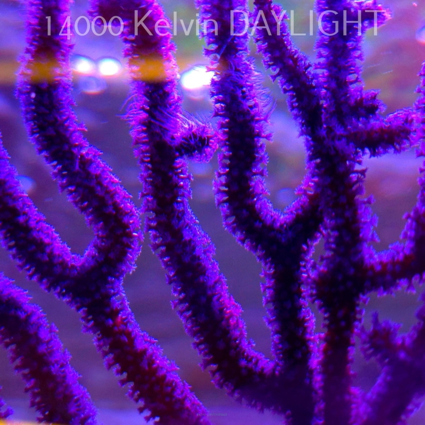    GORGONIA BLUEBERRY (27.06.2025) BALI  10cm