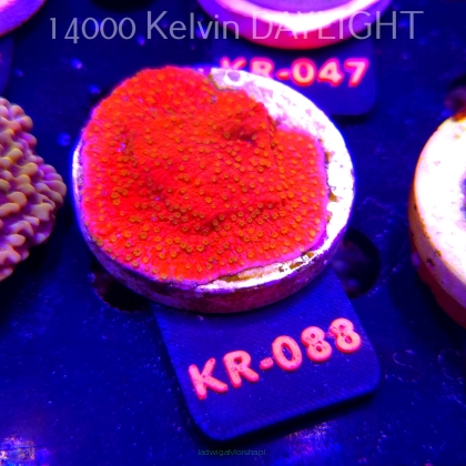 Montipora JASON FOX SUNBURST (04.12.2025) KR-088  5cm