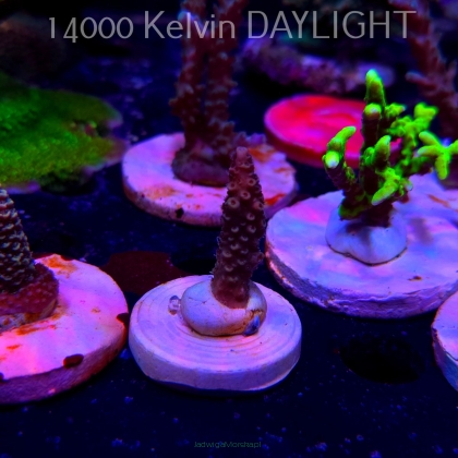 Acropora MILLEPORA PINK (20.03.2025) L1-III-14  3cm