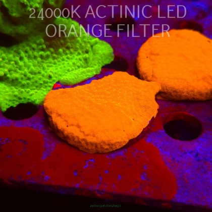 Leptoseris foliosa GOLD (06.11.2025) MM1-III-5  5cm