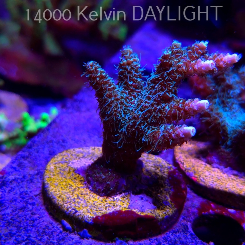 Acropora millepora BLUE (21.06.2025) L4-II-1  7cm