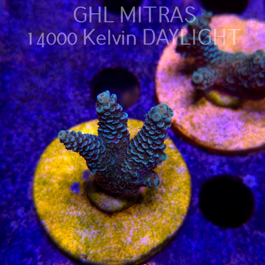 Acropora millepora BLUE (20.02.2025) L4-II-1  5cm