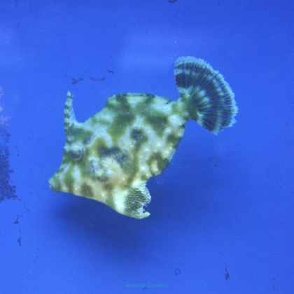 Acreichthys tomentosus rozmiar 4-6 cm