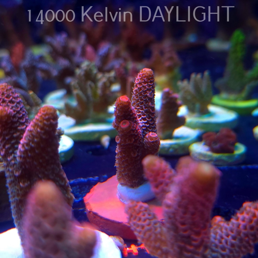 Acropora spathulata CORAL SEA ULTRA RED (16.10.2025) H1-073  5cm