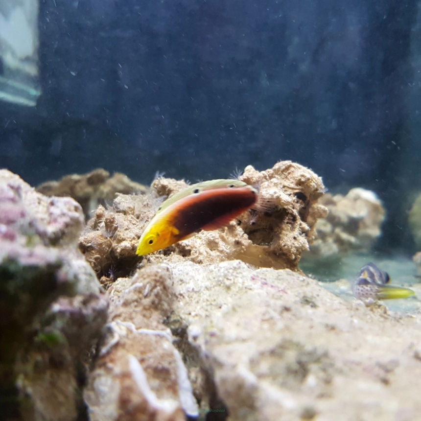 Halichoeres iridis rozmiar 5 cm