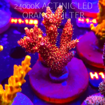 Acropora MILLEPORA BUBBLEGUM (02.02.2026) H1-065  7cm